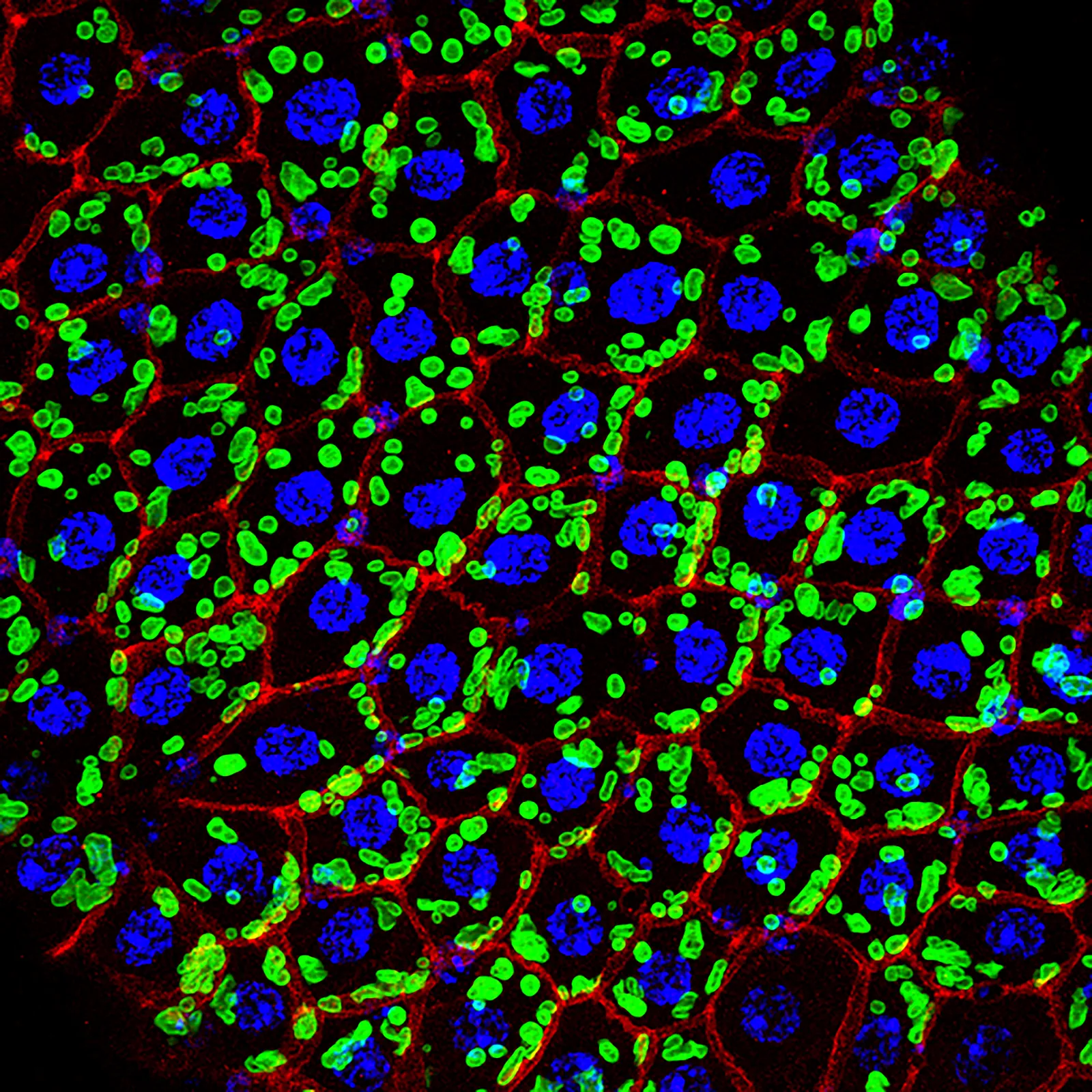 Discovery of new cell organelle